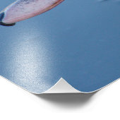 Impression Photo Portrait de canard noir et blanc (Coin)