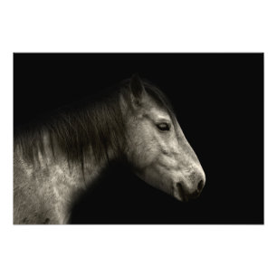 Impression Photo Portrait de cheval