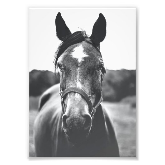 Impression Photo Portrait de cheval noir et blanc Imprimer (Devant)