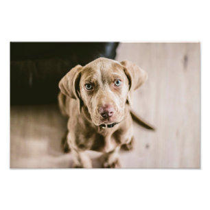 Impression Photo Portrait de chien