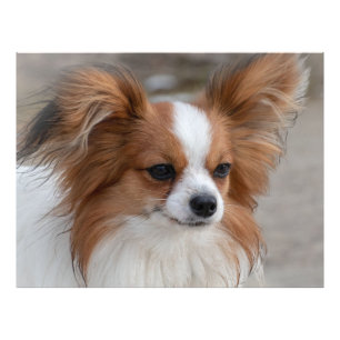 Impression Photo Portrait de chien de Papillon