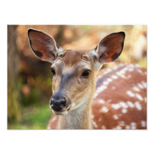 Impression Photo Portrait de Deer Fawn