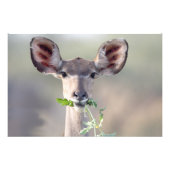 Impression Photo Portrait de Kudu (Devant)
