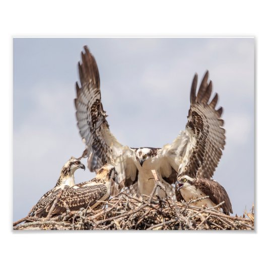 Impression Photo Portrait de la famille Osprey (Devant)