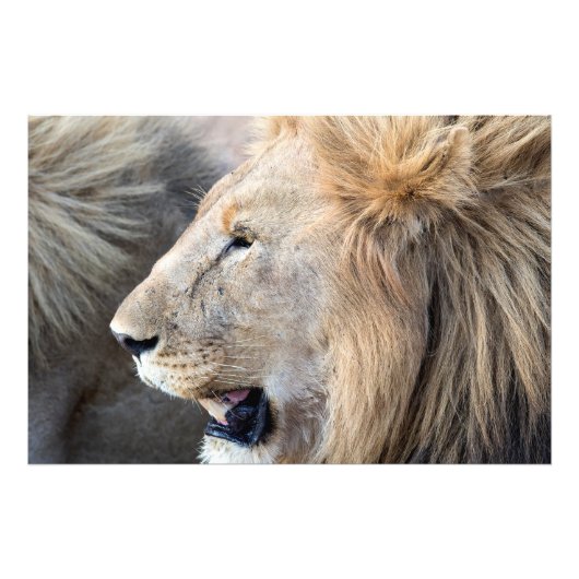 Impression Photo Portrait de Lion (Devant)