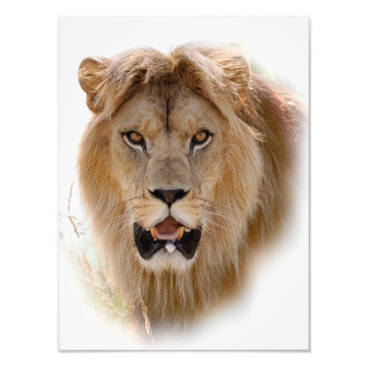Impression Photo Portrait de lion (Devant)
