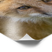 Impression Photo Portrait de Little Cutie Fox (Coin)