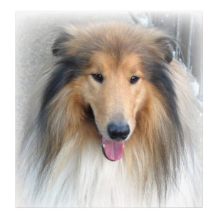 Impression Photo Portrait de Rough Collie