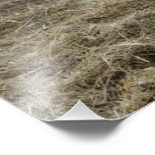 Impression Photo Portrait de vache blanche (Coin)