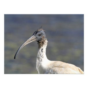 Impression Photo Portrait d'oiseau Ibis Blanc Australien