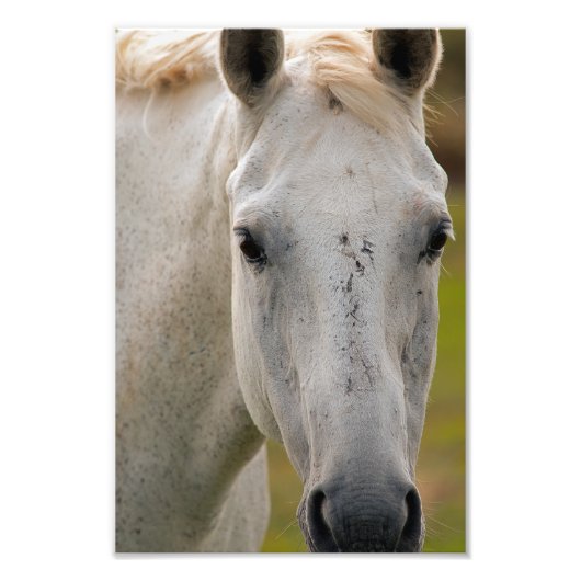 Impression Photo Portrait du cheval blanc (Devant)