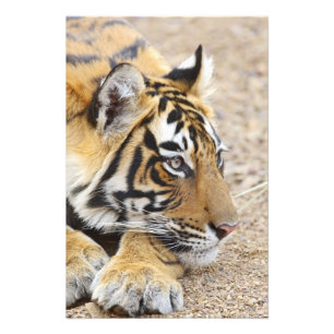 Impression Photo Portrait du tigre du Bengale royal, Ranthambhor