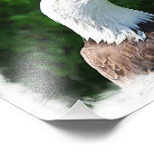 Impression Photo Portrait d'un aigle à tête blanche (Coin)