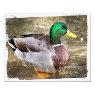 Impression Photo Portrait d'un canard masculin