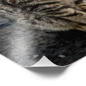 Impression Photo Portrait d'un chat (Coin)