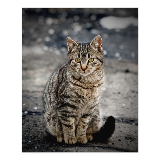 Impression Photo Portrait d'un chat (Devant)