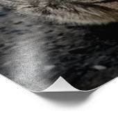 Impression Photo Portrait d'un chat (Coin)