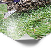 Impression Photo Portrait d'un colvert féminin (Coin)