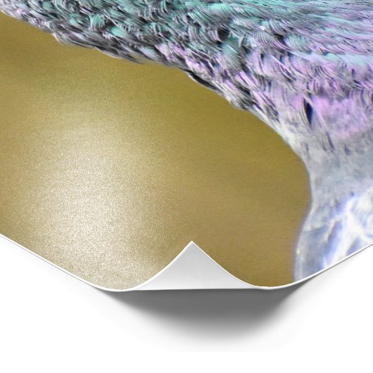 Impression Photo Portrait D'Un Pigeon (Coin)