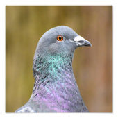Impression Photo Portrait D'Un Pigeon (Devant)