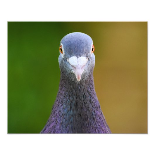 Impression Photo Portrait D'Un Pigeon (Devant)