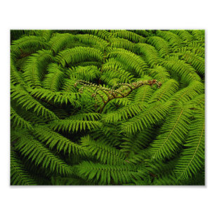 Impression Photo Portrait Feuille de Fern