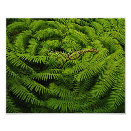 Impression Photo Portrait Feuille de Fern (Devant)