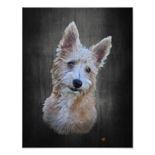 Impression Photo Portugais Podengo Pequeno