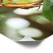 Impression Photo Poser le papillon en gros plan 8x10 (Coin)