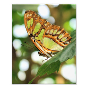Impression Photo Poser le papillon en gros plan 8x10