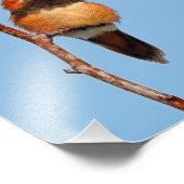 Impression Photo Poses de colibri roux mâles pour lentilles (Coin)