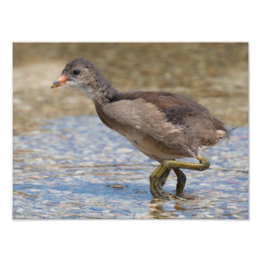 Impression Photo Pouce eurasienne jeune poussin (Devant)