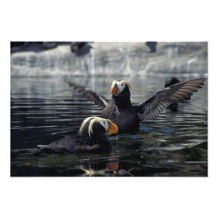 Impression Photo Pouffins touffus de l'Alaska