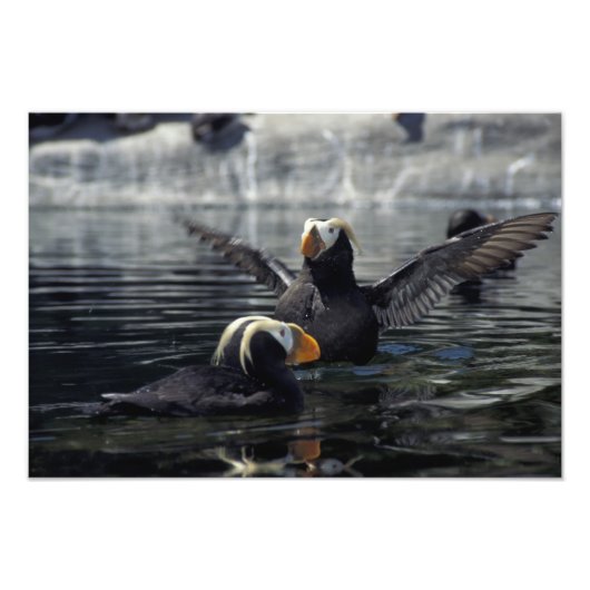 Impression Photo Pouffins touffus de l'Alaska (Devant)