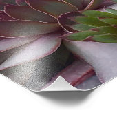 Impression Photo Poules et poules (Coin)