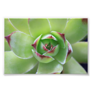 Impression Photo Poules et poulets Belle Fleur Succulente verte