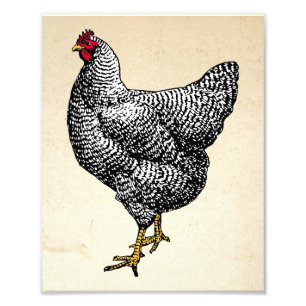 Impression Photo Poulet de roche Plymouth Barred classique Hen