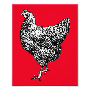 Impression Photo Poulet de roche Plymouth Barred classique Hen