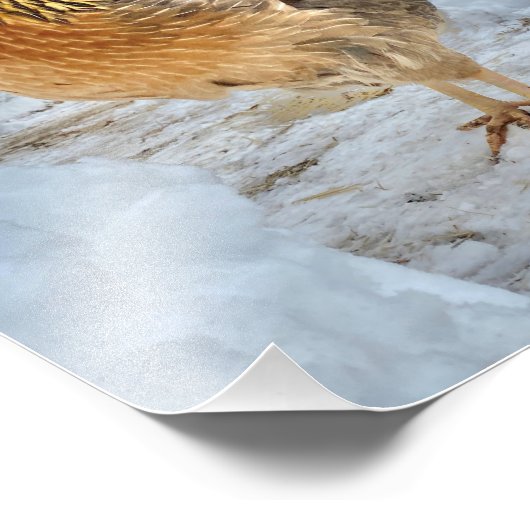 Impression Photo Poulet dignifié (Coin)