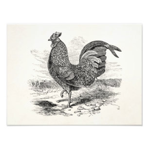 Impression Photo Poulet vintage Kulm Fowl Rooster - Poulets Hen