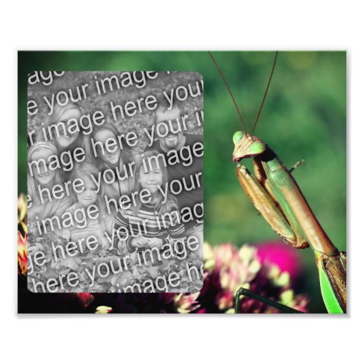 Impression Photo Praying Mantis Frame Créez votre propre 8x10 (Devant)