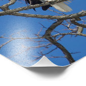 Impression Photo Prédiction de l'aigle à tête blanche (Coin)