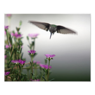 Impression Photo Premier colibri