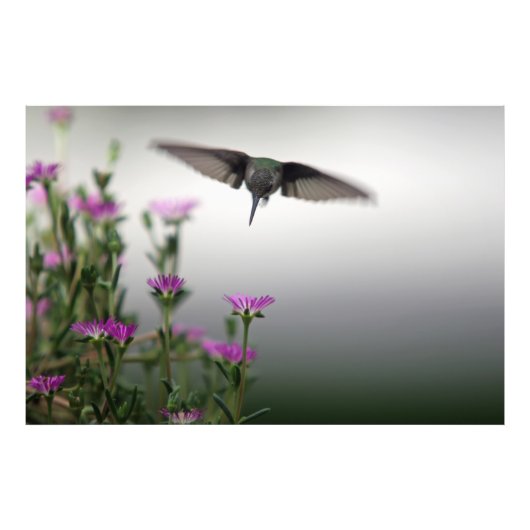 Impression Photo Premier colibri (Devant)