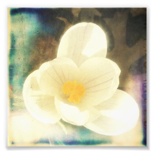 Impression Photo Première fleur du printemps (Devant)