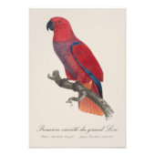 Impression Photo Première variété du grand Lori / Perroquet Eclectu (Devant)