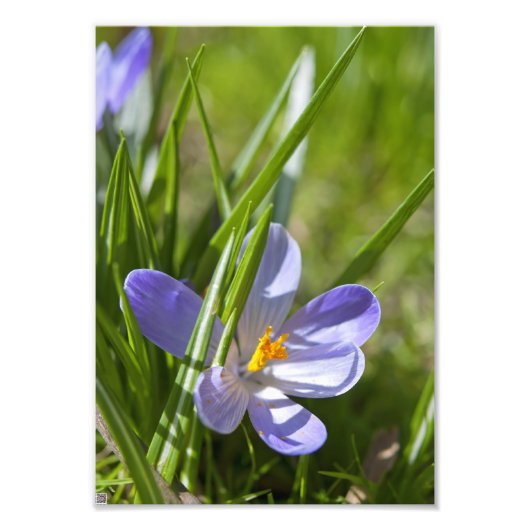 Impression Photo Printemps (Devant)