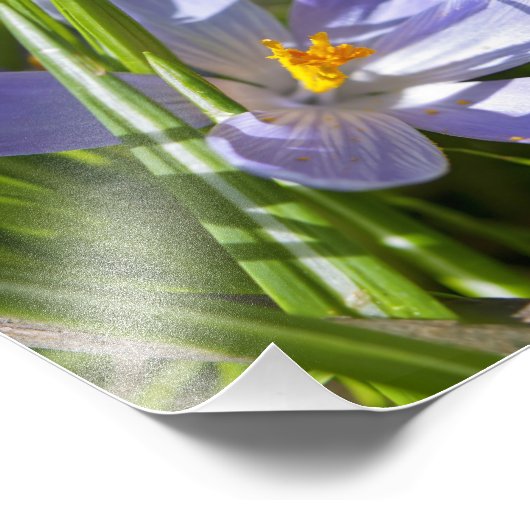 Impression Photo Printemps (Coin)