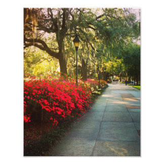 Impression Photo Printemps À Savannah