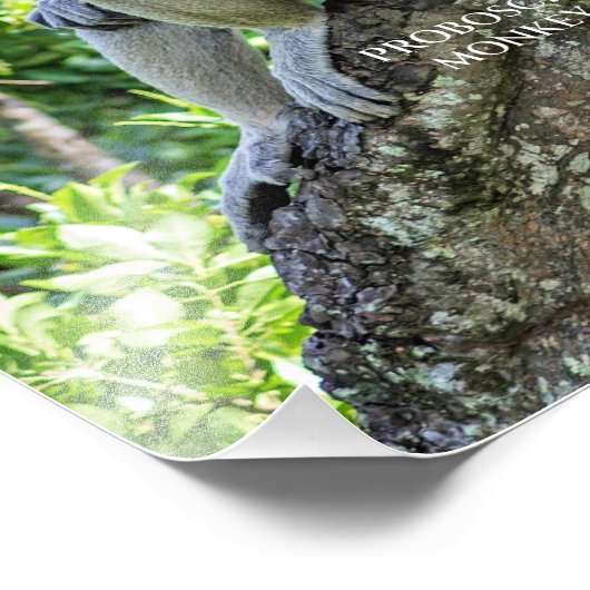 Impression Photo Proboscis singe (Coin)